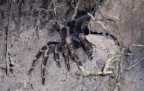 Arachnid Warning!